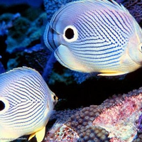 Butterfly Fish