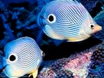 Butterfly Fish