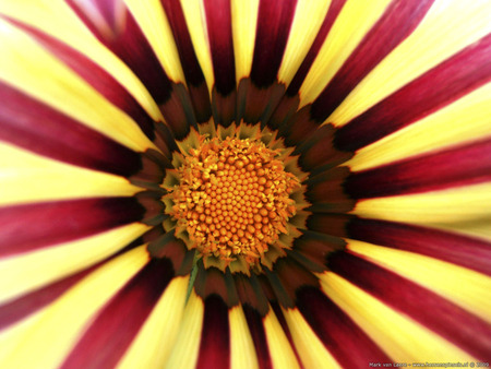 A beautiful Banzaiflower - flowers, pretty, banzai, nature, yellow, flower, burgandy, stripes