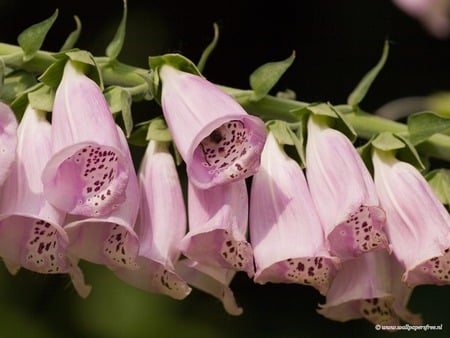 ~pretty purple bells~ - flowers, pretty, nature, purple, hd, high defination, bells, flower