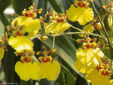 ~dancing yellow maidens~ - nature, hd, pretty, yellow, high defination, flowers, flower