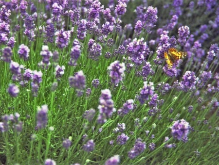 Amid the lavender - buttterfly, flowers, lavender, garden