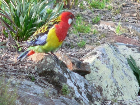 Sitting Pretty - parrot, plant, australia, rosella, rocks, native bird