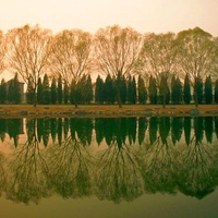 Reflection of Trees