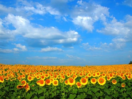 Sun Flowers - sun flowers, cool, beautiful