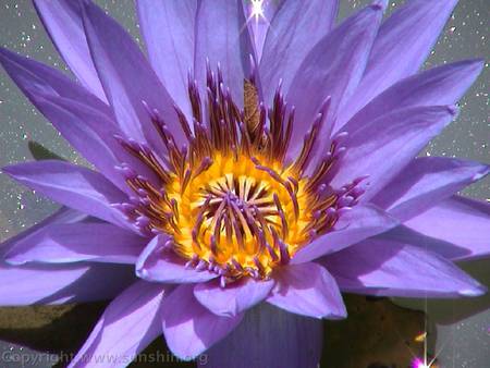 ~Purple waterlilly~HD - pretty, beautiful, high defintion, flower, flowers, nature, purple, hd, waterlilly