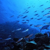 A SCHOOL OF FISH SWIMMING IN THE OCEAN