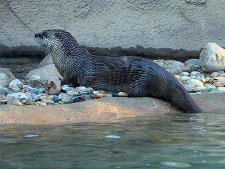 Cute otter - water, cute, otter, rocks, animals