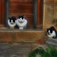 cats in fractal