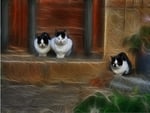 cats in fractal