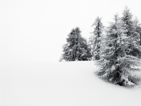 bianco - trees, snow