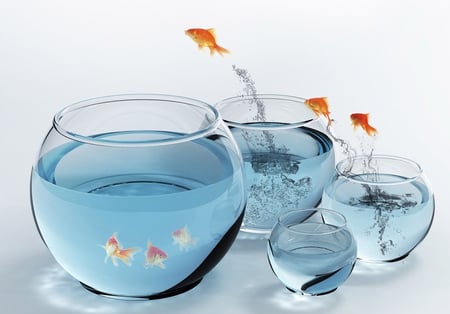 Jumpin-Goldfish - glass, funny, leaping, bowls, blue, jumping, blue water, aquarium, nature, goldfish