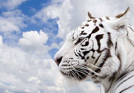 Noble-White - blue skies, predator, white tiger, black, noble, white, wild, blue, clouds, hunter