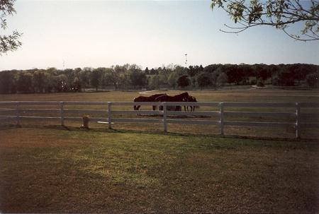 Horse Ranch In Texas - ranch, grass, fence, horses