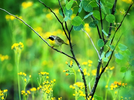 Common Yellowthroat, Sauvie Island - nice, trees, animals, leaf, wonderful, black, amazing, yellow, cool, throat, green, birds, common, beautiful, island, leaves, flowers, awesome