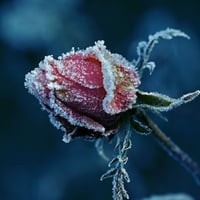 Rose Cold