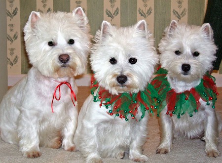 Triplets Are More Fun! - white, fluffy, puppy, westie, west highland white terriers