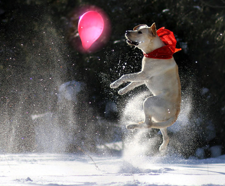 Snow Play - jumping, winter, balloon, red scarf, midair, snow, dog, pink