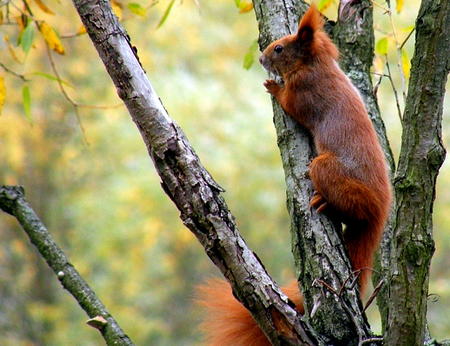 Hold On - tree, red squirrel, leaves, climbing