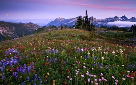 So Beautiful - field of flowers, beauty, sky, windflowers, trees, peaceful, colorful, mountains, field, sunset, flowers field, spring, view, clouds, grass, fields, landscape, lovely, nature, beautiful, blossom, splendor, flowers, colors