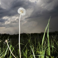 Single dandelion under stormy sky