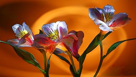 Mother\'s Love - beauty, lilies, popular, photography, tulips, colorful, wallpaper, loving, abstract, romantic, sharing, caring, flower