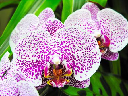 orchid flower picture 1024x768. jpg - orchid, purple, bloom