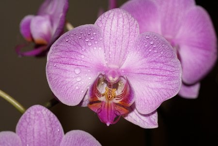 orchid macro .jpg - orchid, pink, nature