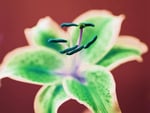 orchid pop art in golfing20Greens  wallpaper. jpg