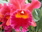 Orchids21. jpg