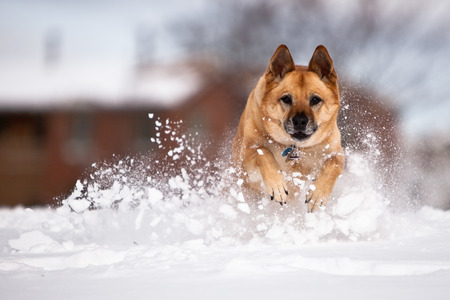 Maxi running through the snow - snow, dog, maxi