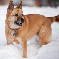 Maxi in the snow