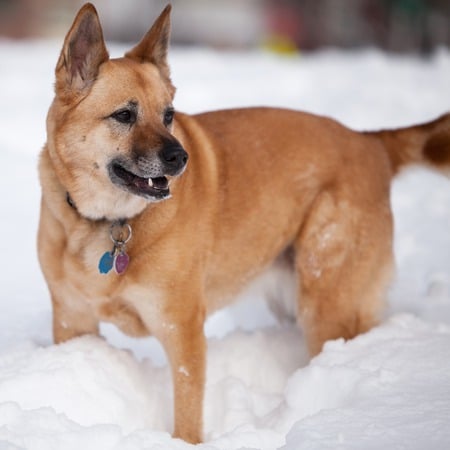 Maxi in the snow - maxi, dog, snow