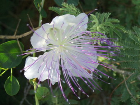 Caper - white, nature, green, flower, lavender