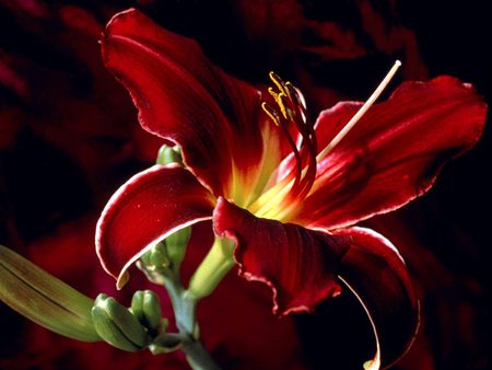 lily2.jpg - pretty, bloom, red, sweetsmell