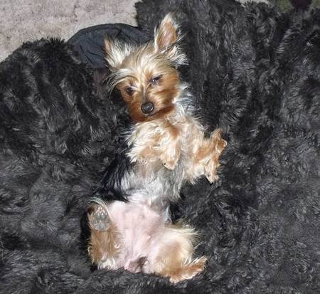 Freshly Bathed Yorkie Puppy - yorkshire terrier, puppy, dog, yorkie