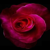 Red Fractal Rose