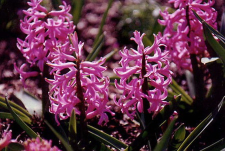 Pink Pearl - nature, flower, lavender, bulbs