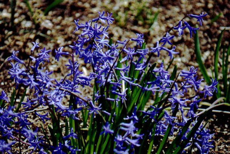 Sincerity - nature, blue, bulbs, flower, hyacinth