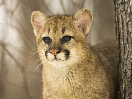 Cougar_Cub - cute, cougar, cat