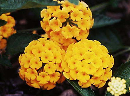 Lantana - nature, yellow, bright, beauty, flower