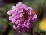 Weeping Lantana