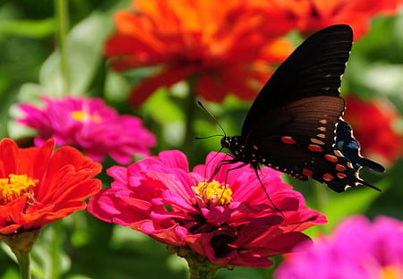 A swallowtail butterfly on zinnia flower. - black, animal, butterfly, colors, zinia, tail, flower