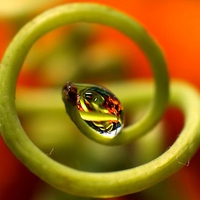 Botanical Snake