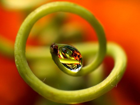 Botanical Snake - beauty of nature, botanical, cool, snake