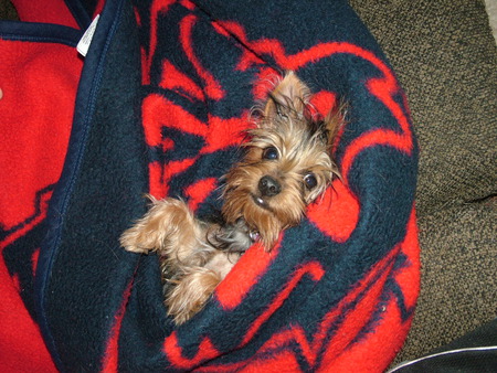 Warm Yorkie Puppy - dogs, yorkshire terrier, puppy, yorkie