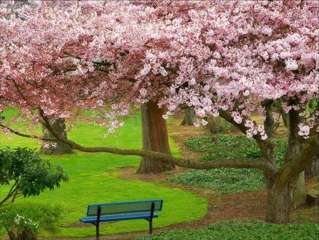 Park bench - trees, flowering trees, park, bench, spring, majeed, nature, iran, blossoms, pink, green