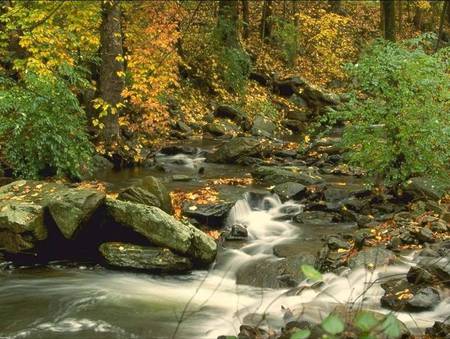 A little waterfall - trees, water, creek, forest, stones, brook