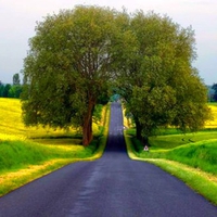 Road Through Trees