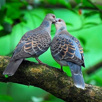 Love Birds